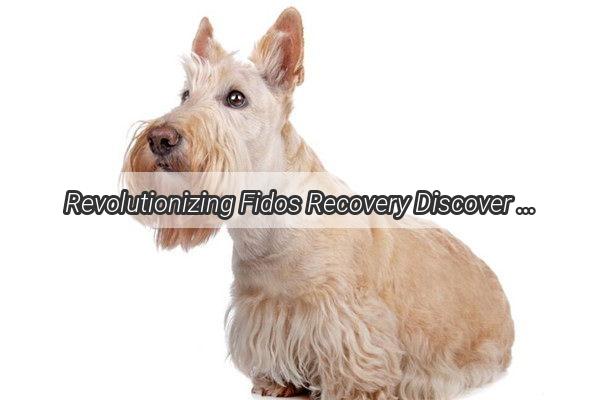 Revolutionizing Fidos Recovery Discover the Ultimate AntiInflammatory for Dog Tumors